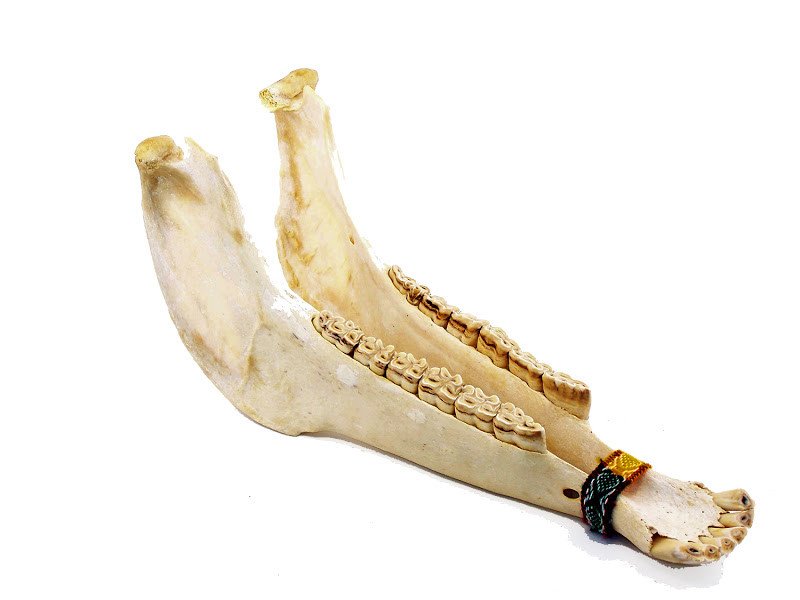 Jamtown Jaw Bone Rattle